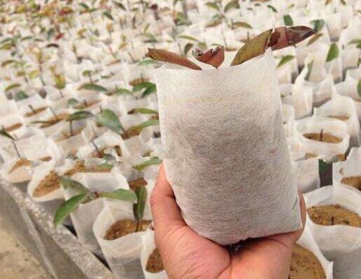 育苗袋